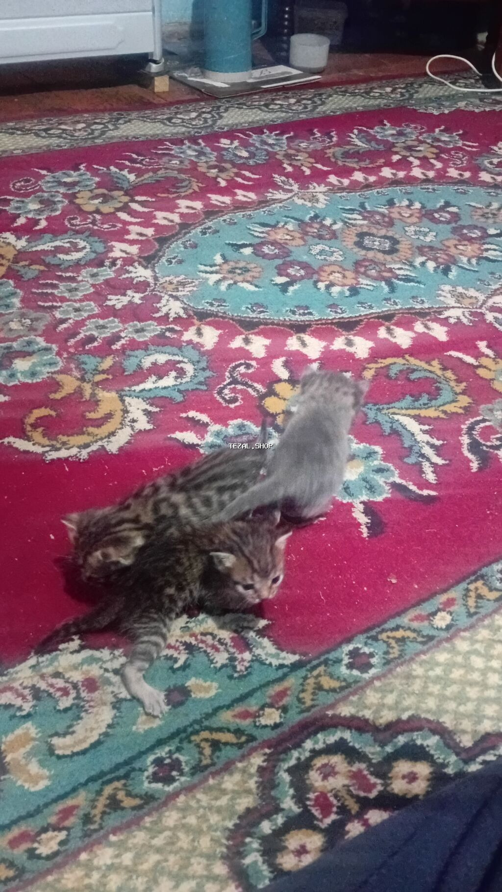 Pişik.satlir.anası.birdə.3.dənə.balası