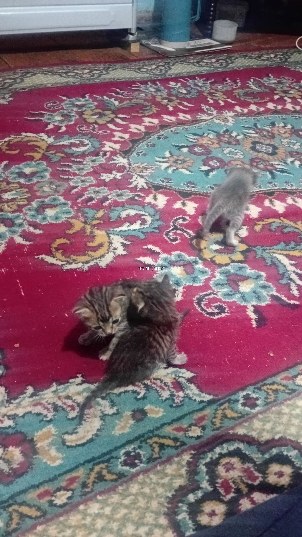 Pişik.satlir.anası.birdə.3.dənə.balası - şəkil 2