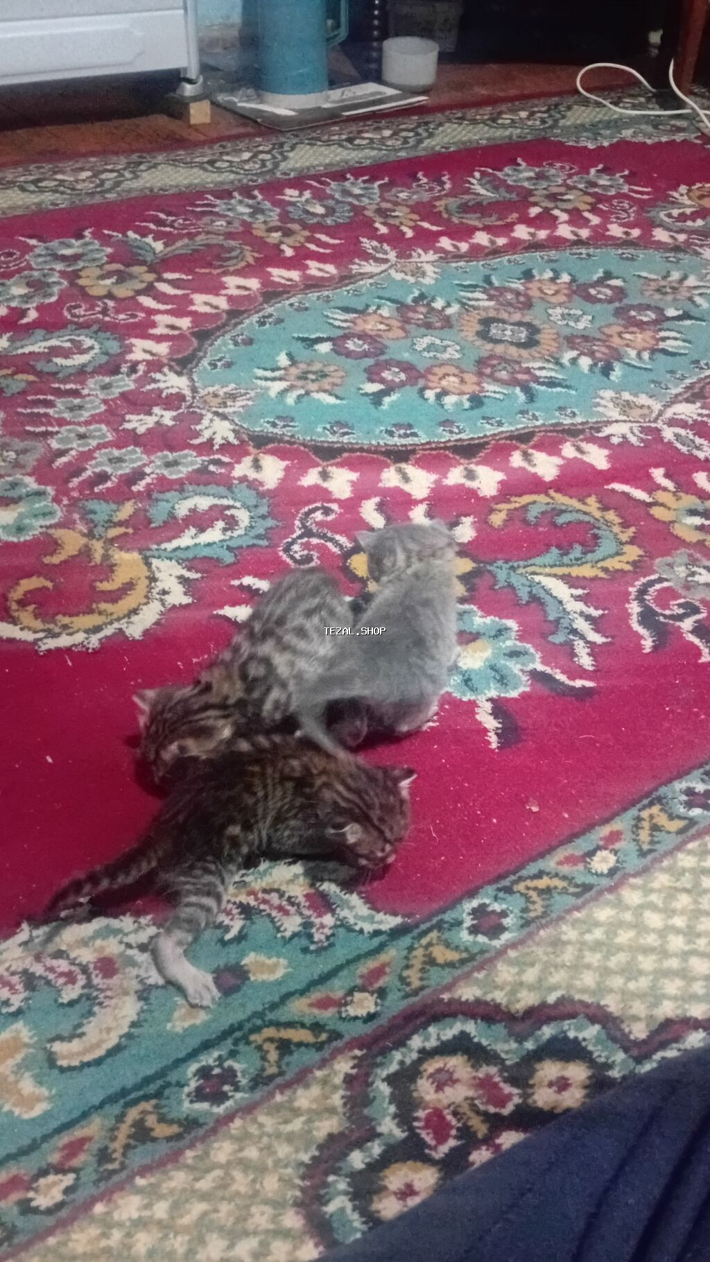 Pişik.satlir.anası.birdə.3.dənə.balası - şəkil 3