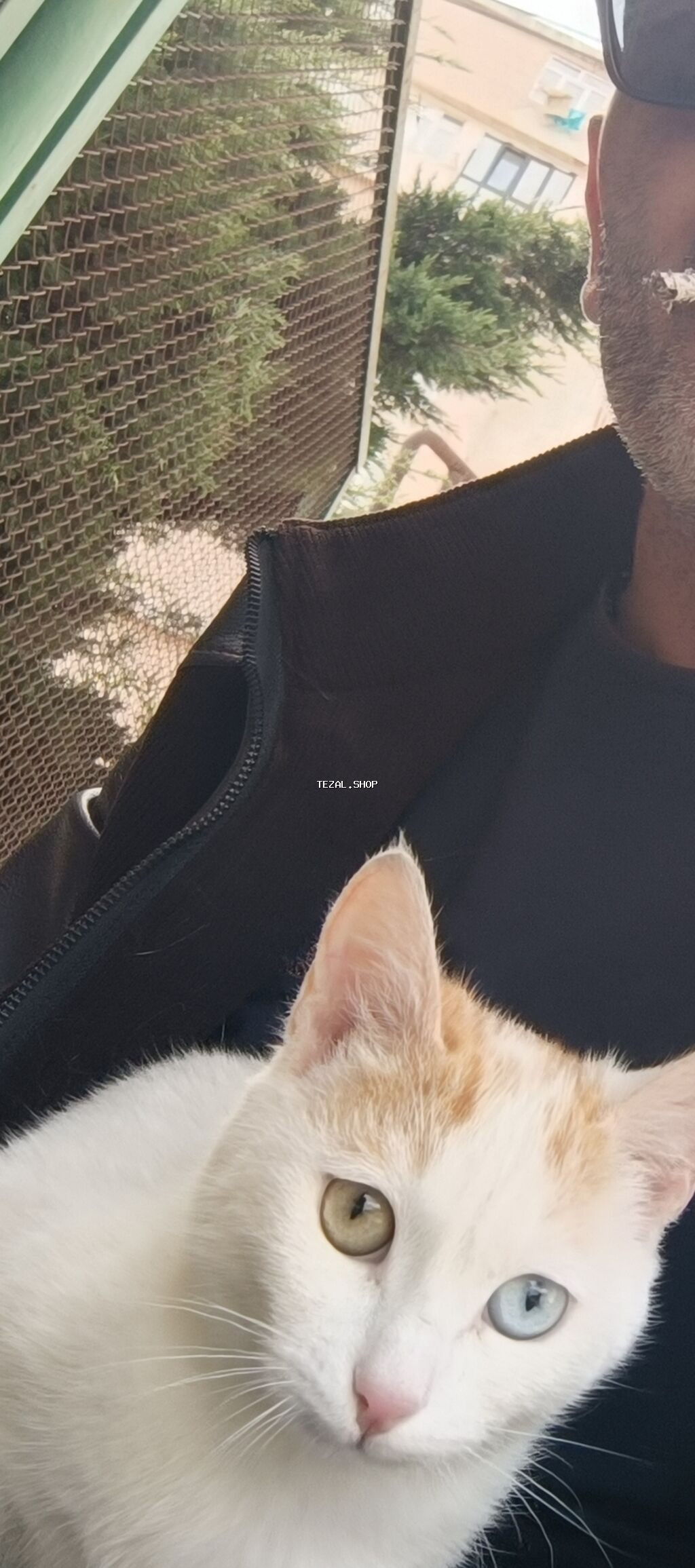 Pişiklər - şəkil 2