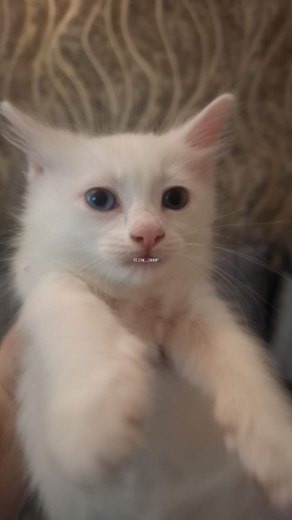 Sortu anqor van pisiyi.razilawmaq olar