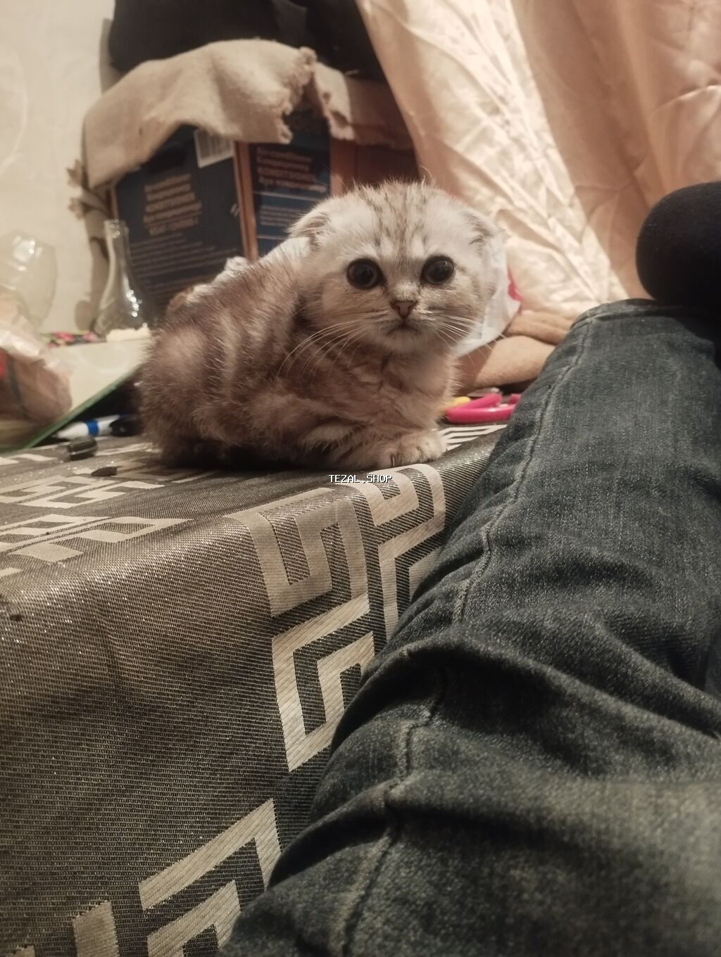 Şınşıla balasidi 3 aylıqdı işlə əlaqədar baxabilmirem ayaqyolu