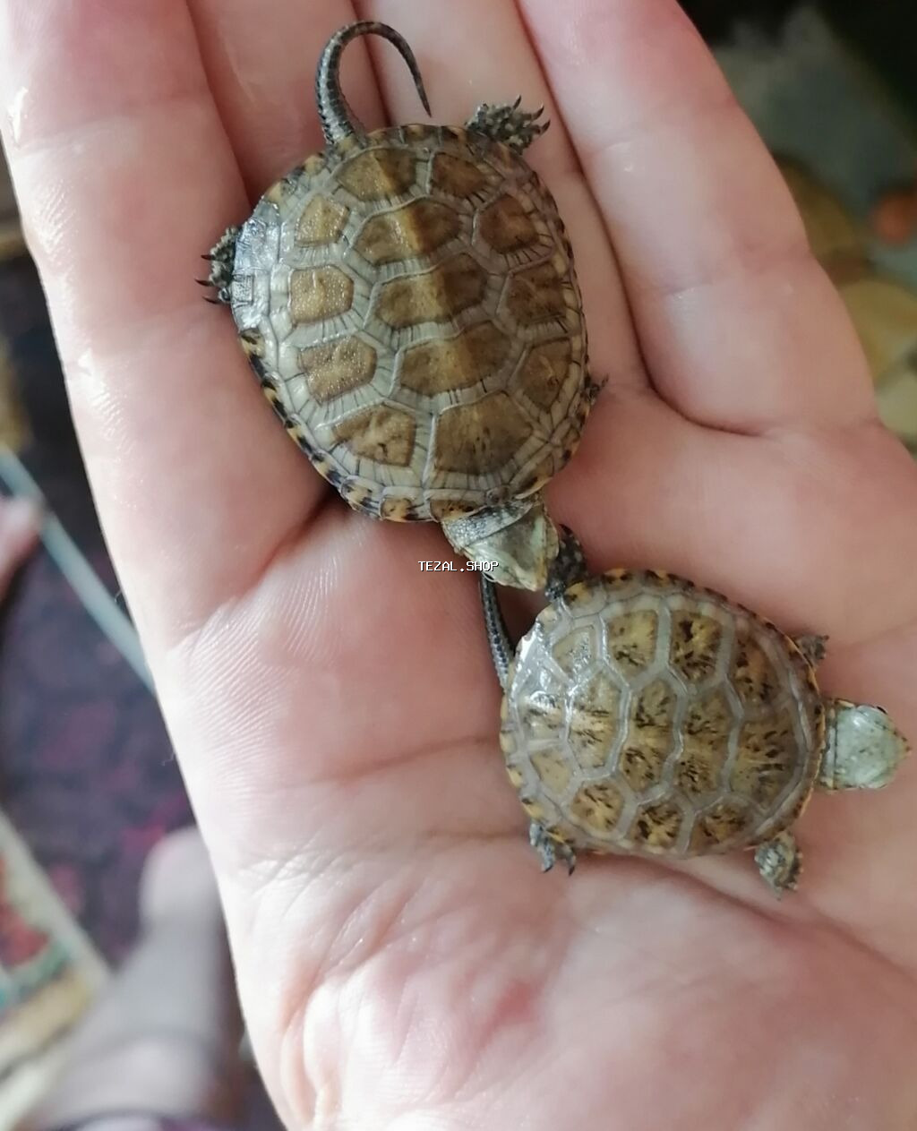 Su həmdə quru çanaqlı bağası,baladılar,50 qəpiklik