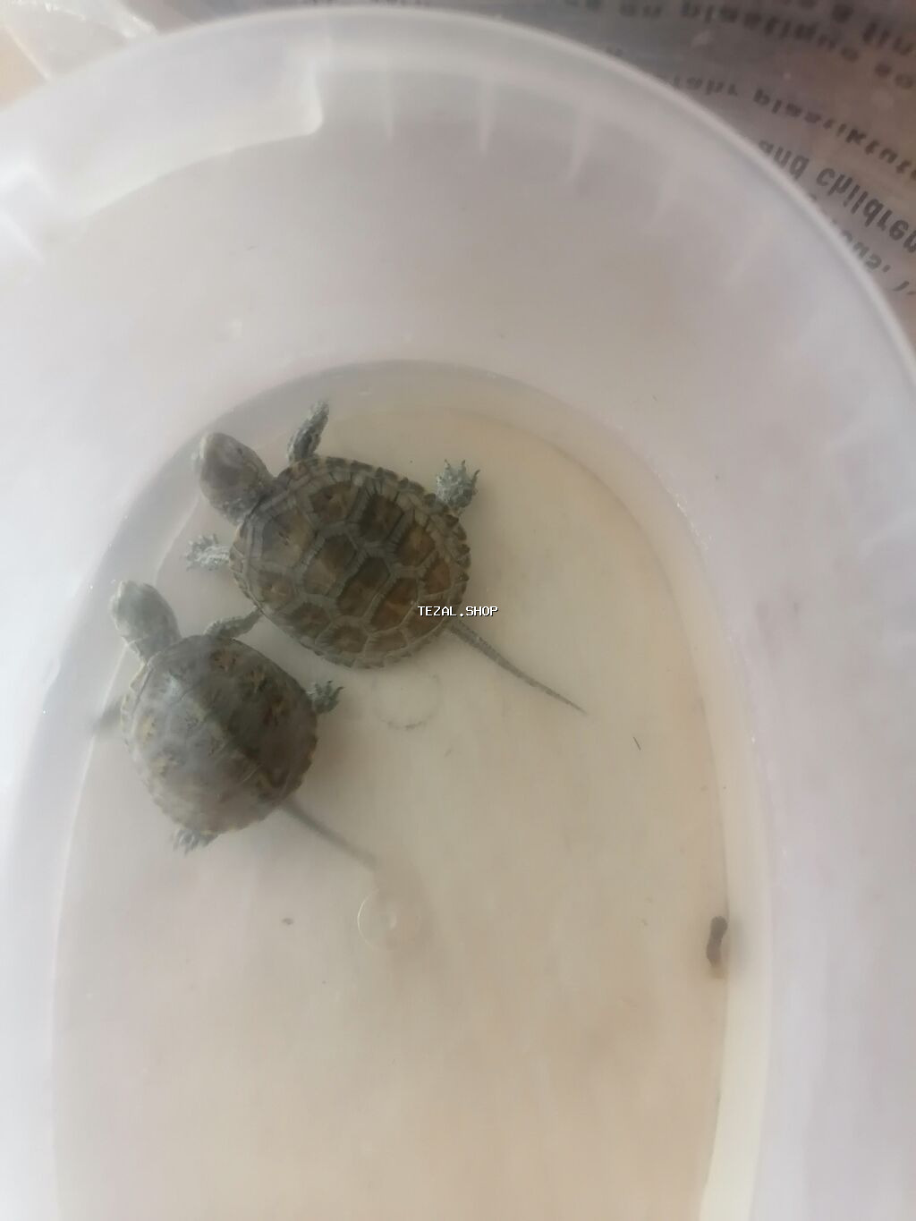 Su həmdə quru çanaqlı bağası,baladılar,50 qəpiklik - şəkil 2