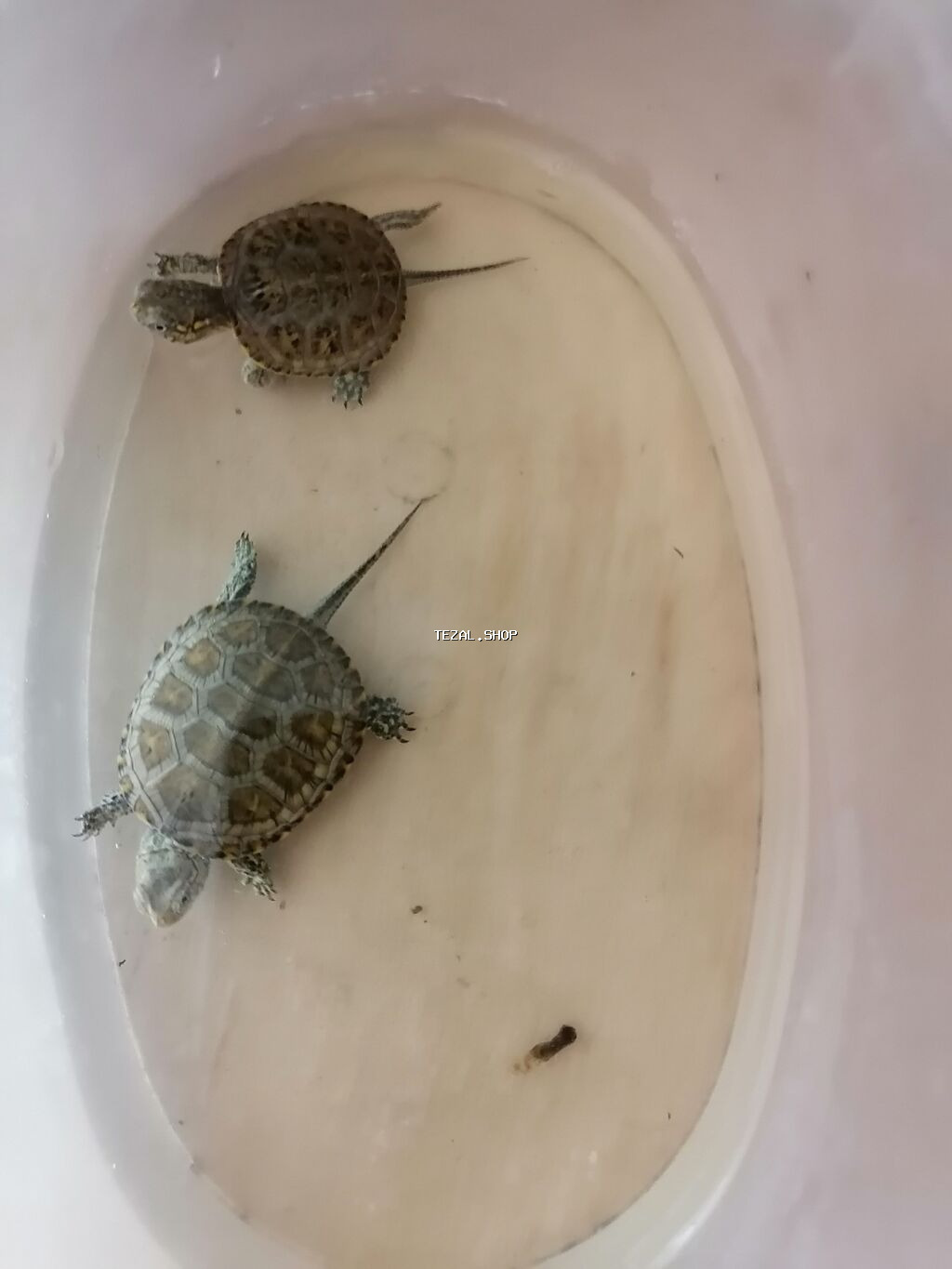 Su həmdə quru çanaqlı bağası,baladılar,50 qəpiklik - şəkil 3