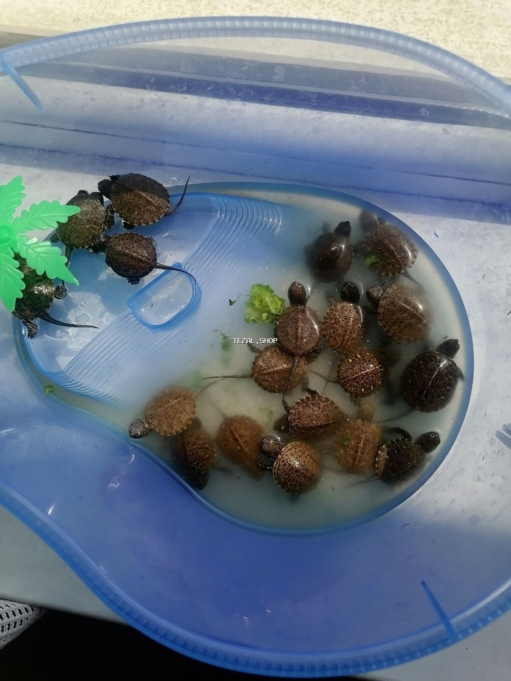 Su həmdə quru çanaqlı bağası,baladılar,50 qəpiklik - şəkil 4