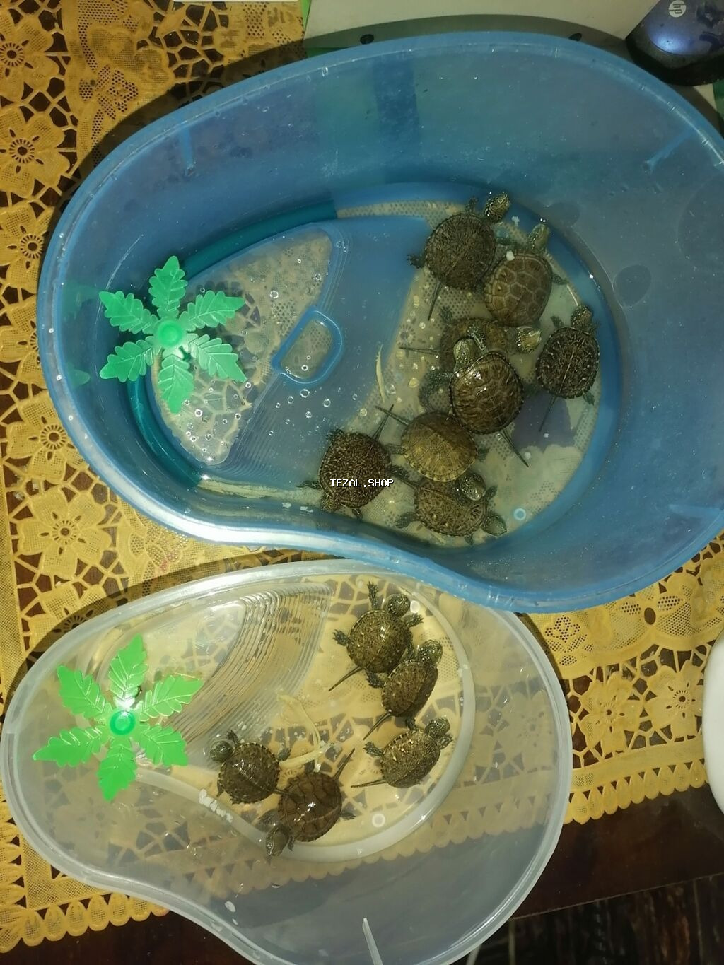 Su həmdə quru çanaqlı bağası,baladılar,50 qəpiklik - şəkil 5