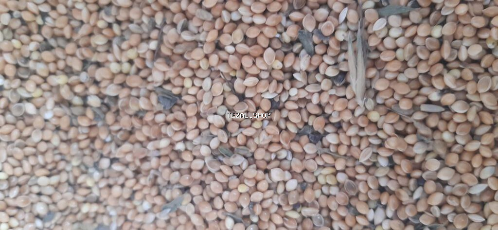 Toxumlux Ağ dari 5 ton var - şəkil 3