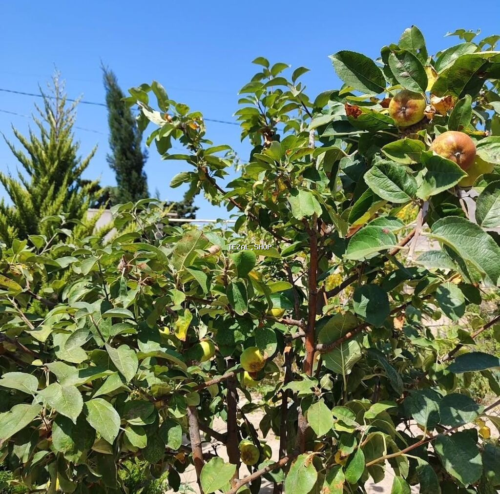 800 kv. m, 3 otaqlı, Qaz - şəkil 4