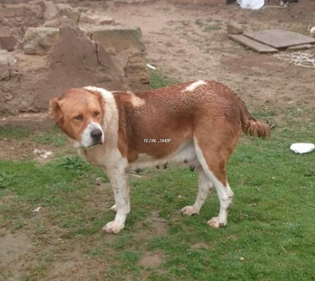 Peyvəndli - şəkil 2