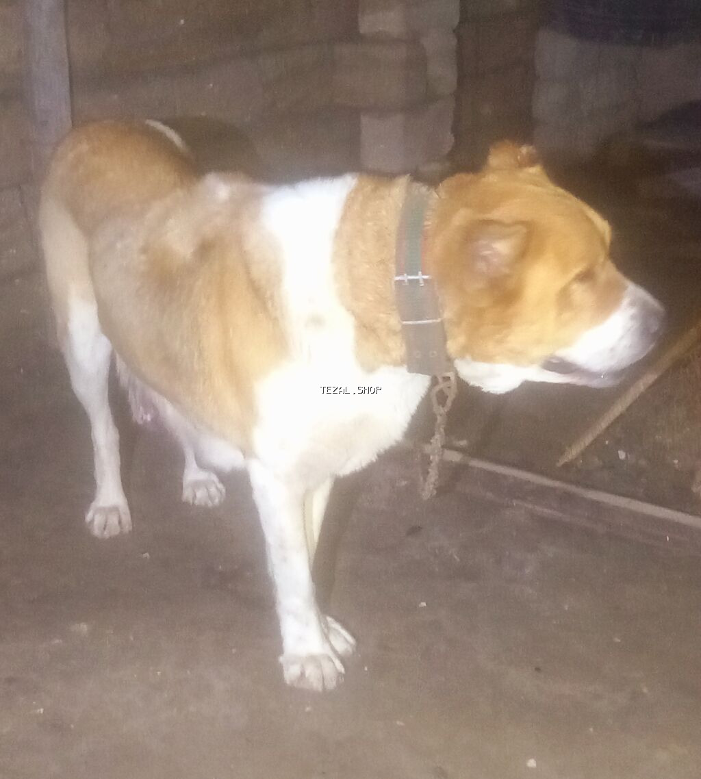 Peyvəndli - şəkil 3