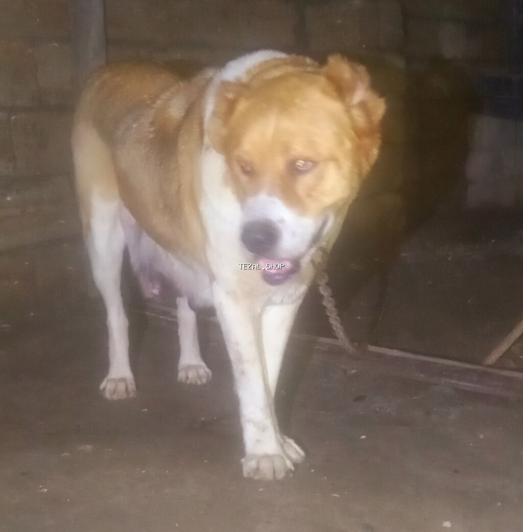 Peyvəndli - şəkil 4