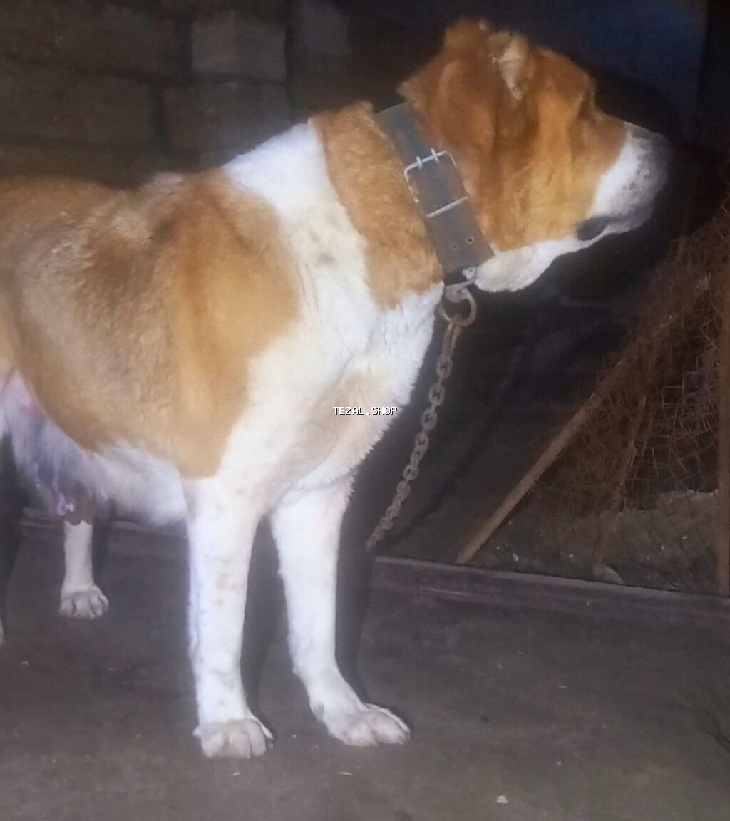 Peyvəndli - şəkil 5