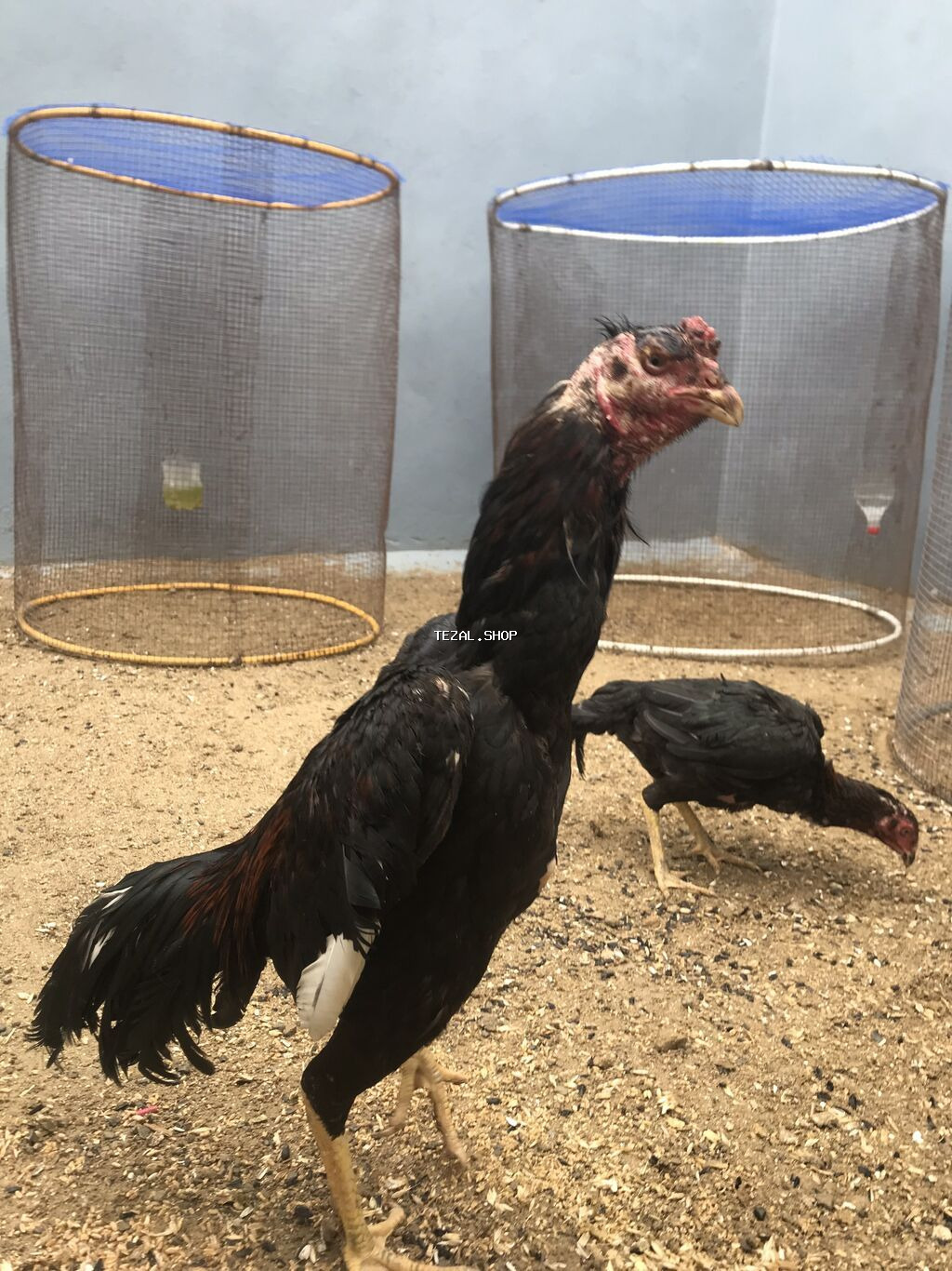 Toyuq, Damazlıq, Ödənişli çatdırılma