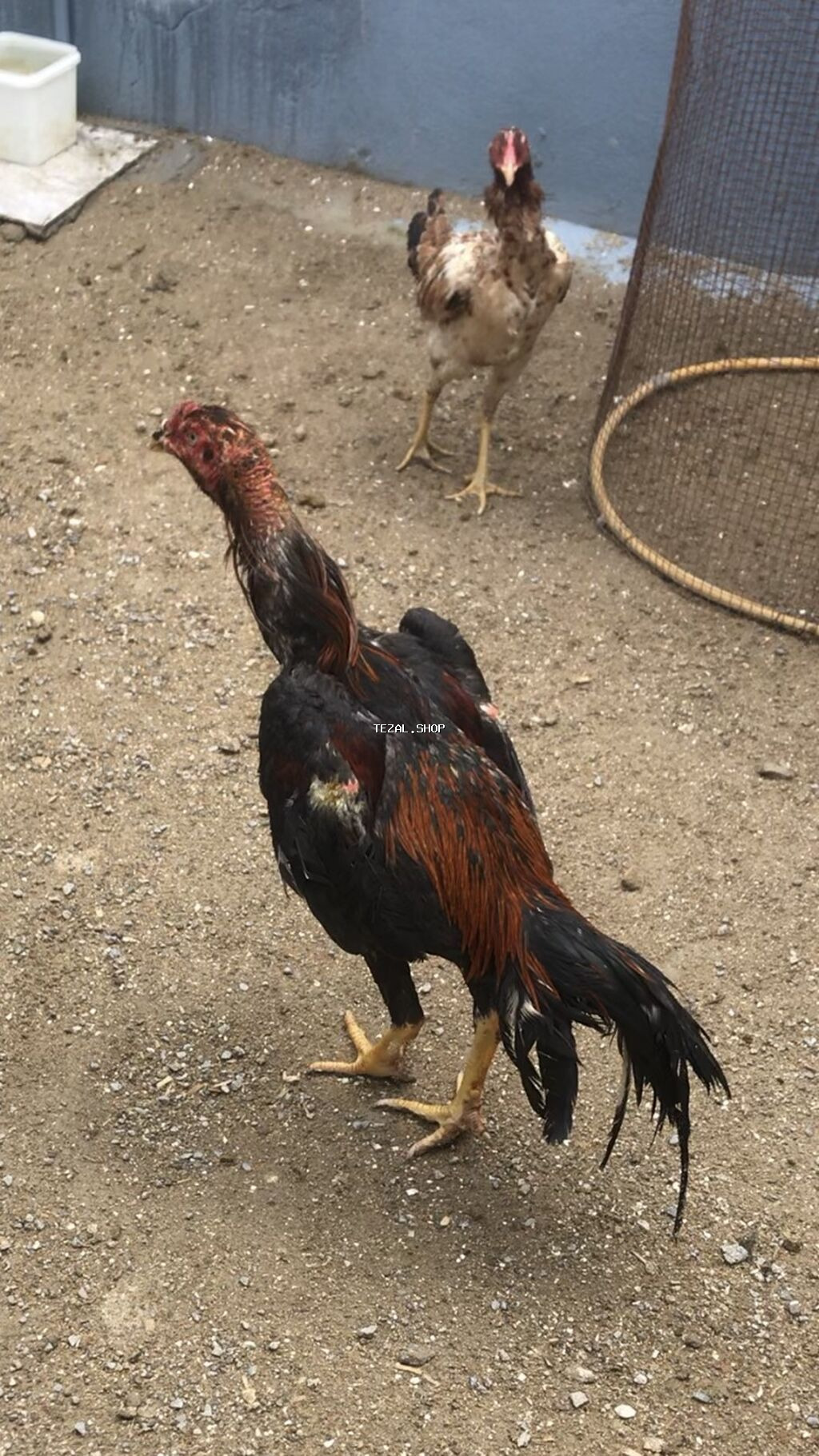 Toyuq, Damazlıq, Ödənişli çatdırılma - şəkil 2