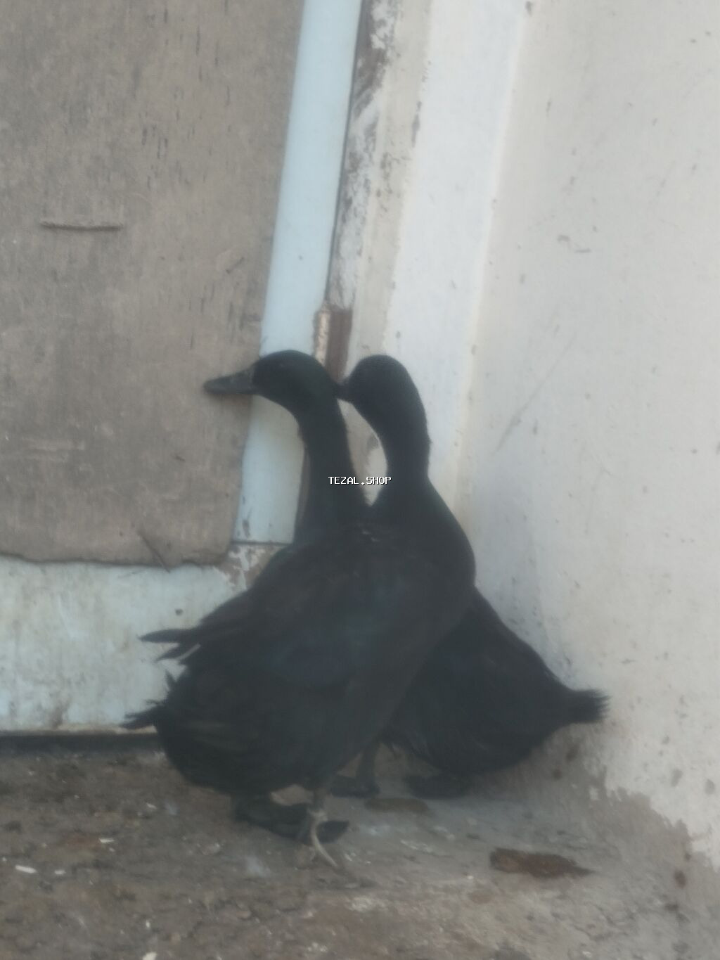 Hazir bir cüt kayuqa satılır