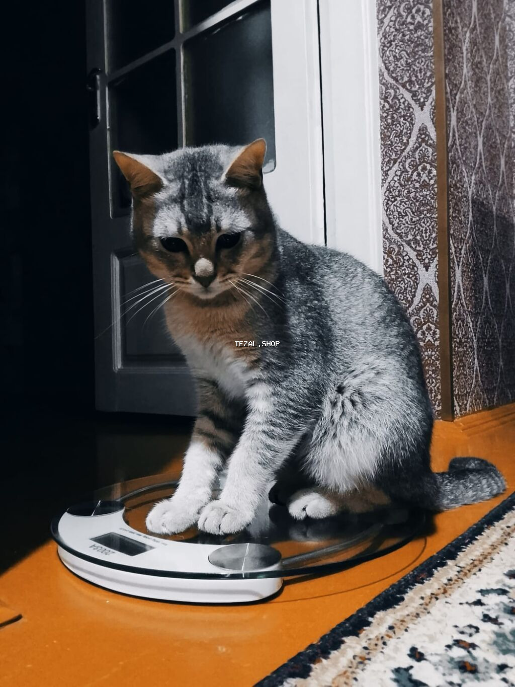 Pulsuz sahibləndirilir. Qum qabı,yem qabı, 2 növ darağı və şampunu