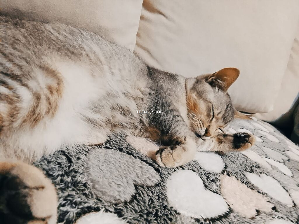 Pulsuz sahibləndirilir. Qum qabı,yem qabı, 2 növ darağı və şampunu - şəkil 2