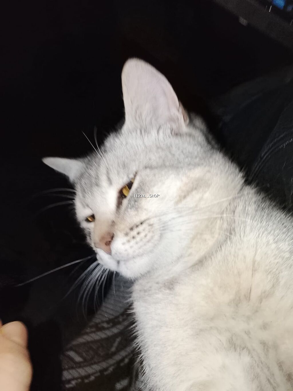 Pulsuz sahibləndirilir. Qum qabı,yem qabı, 2 növ darağı və şampunu - şəkil 3