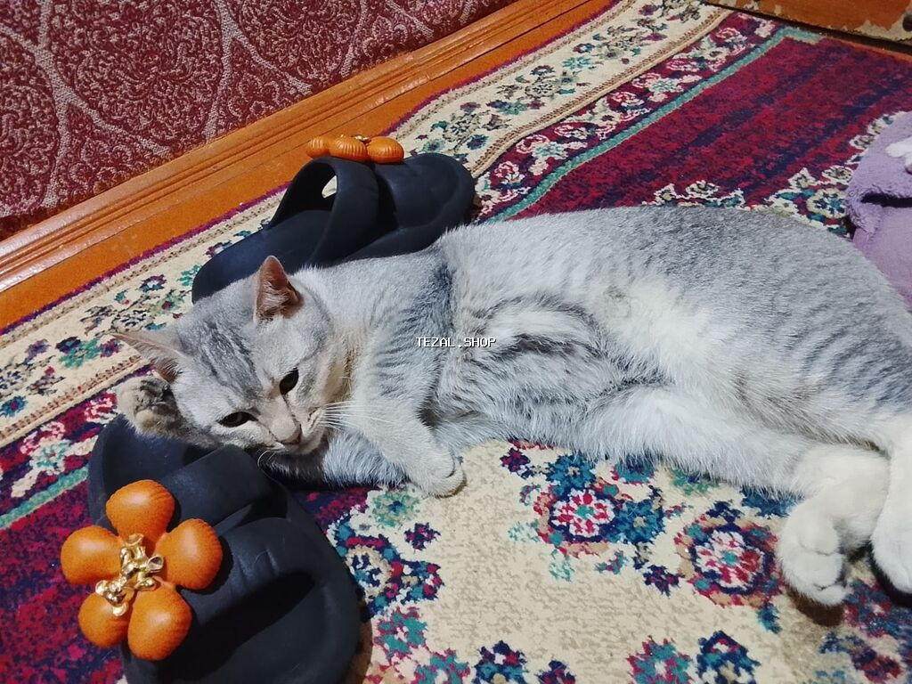 Pulsuz sahibləndirilir. Qum qabı,yem qabı, 2 növ darağı və şampunu - şəkil 4