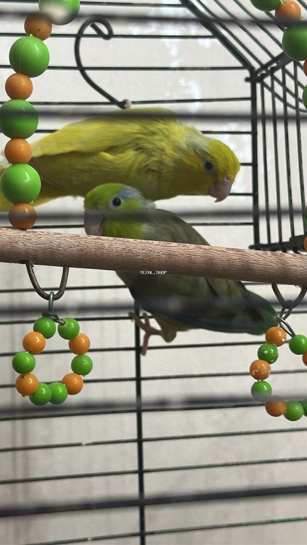 Hazir cut forpus barterde olunur 1 cut fiserle vp 0778020924