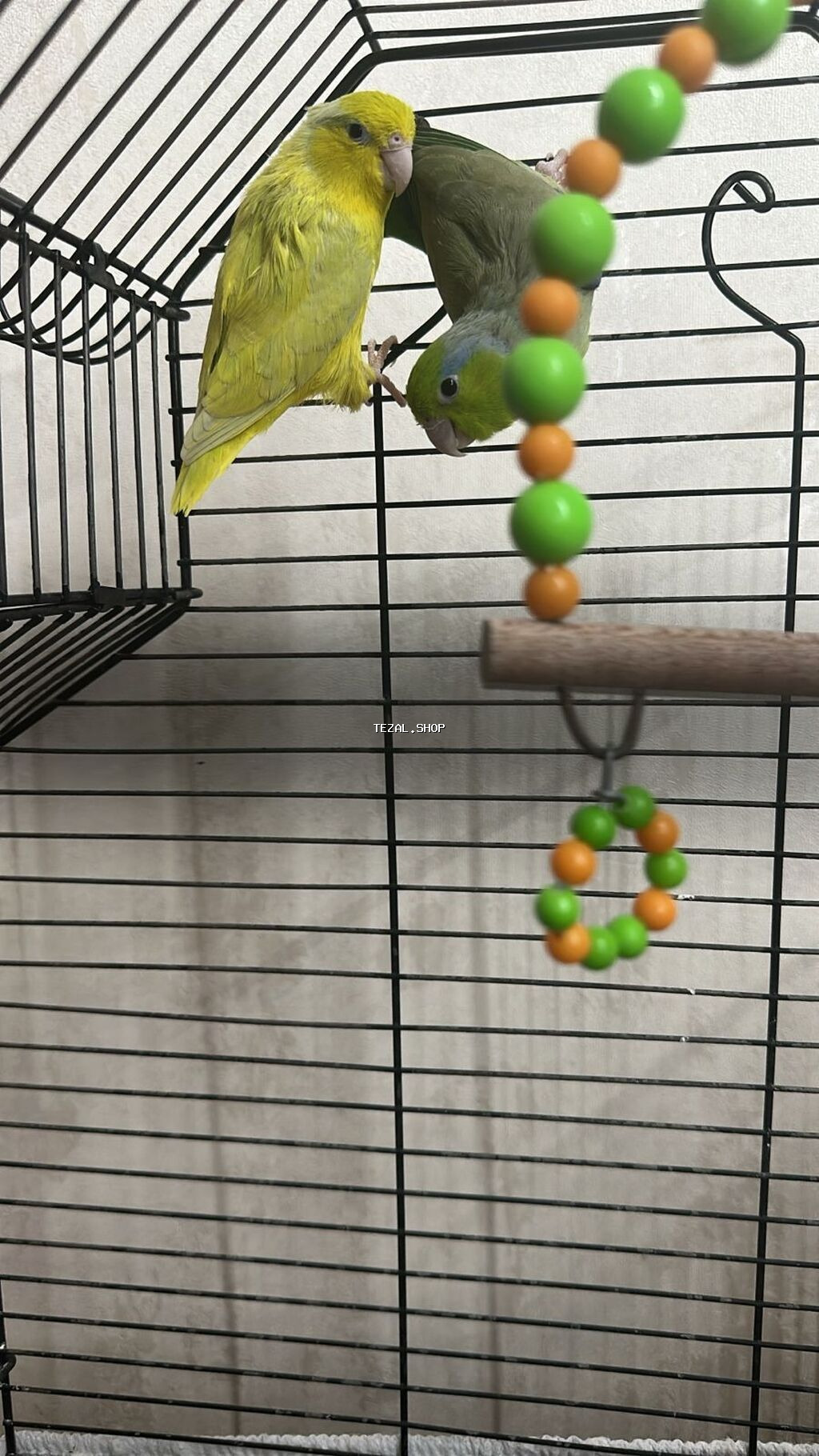 Hazir cut forpus barterde olunur 1 cut fiserle vp 0778020924 - şəkil 3