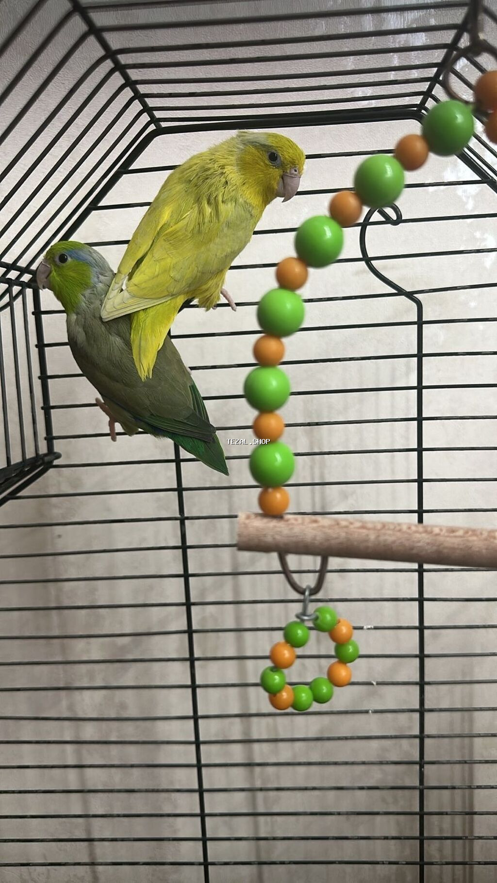 Hazir cut forpus barterde olunur 1 cut fiserle vp 0778020924 - şəkil 4