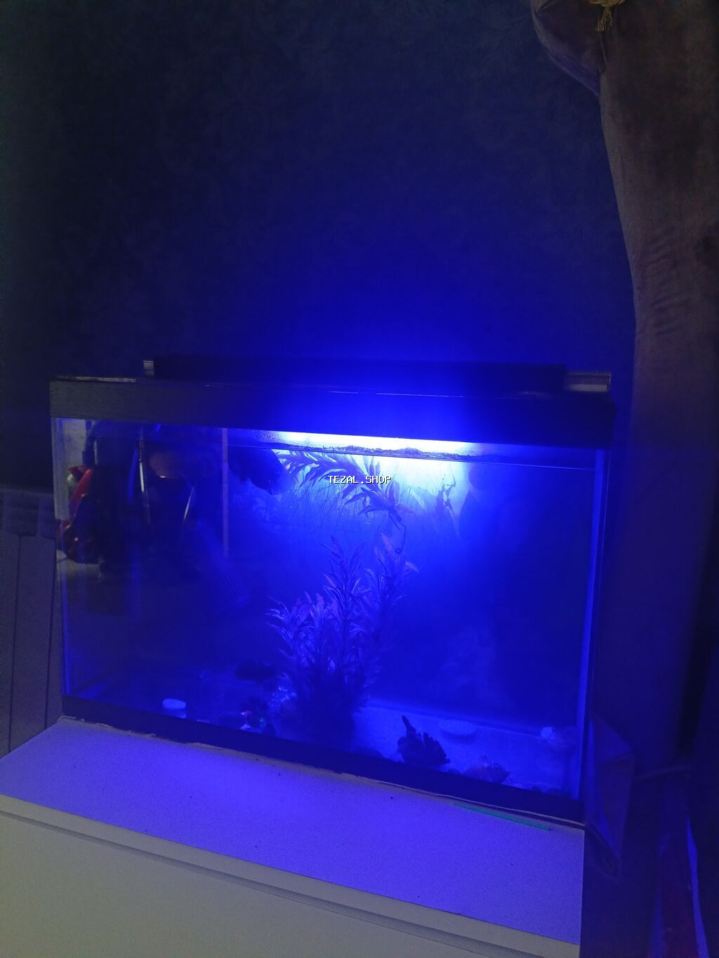 Salam. Akvarium satılır. 0.60x0.40x0.25. Balıqlar, şüşə təmizləyən - şəkil 2