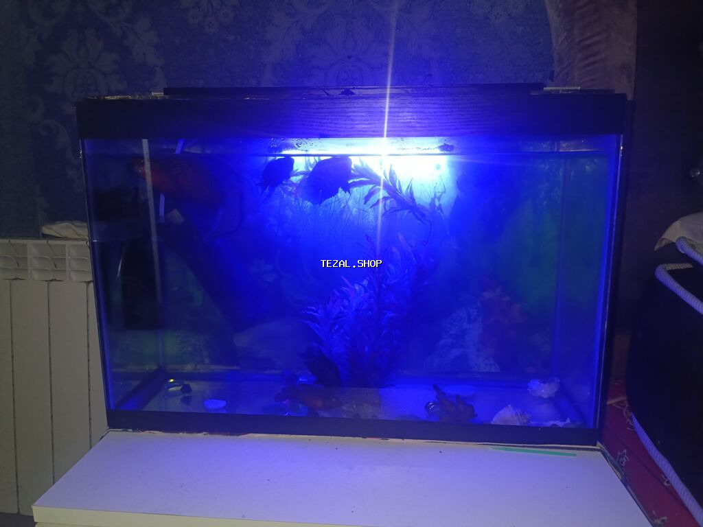 Salam. Akvarium satılır. 0.60x0.40x0.25. Balıqlar, şüşə təmizləyən - şəkil 4
