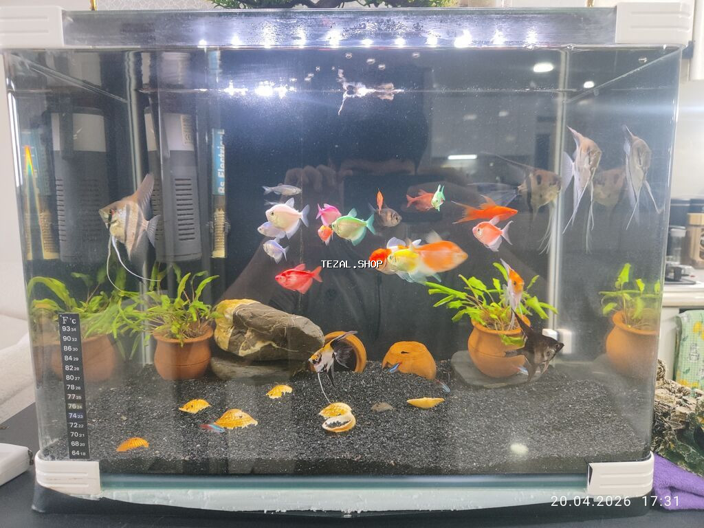 Dördbucaq akvarium, Balıqlarla birlikdə, 77 l, Ünvandan götürmə