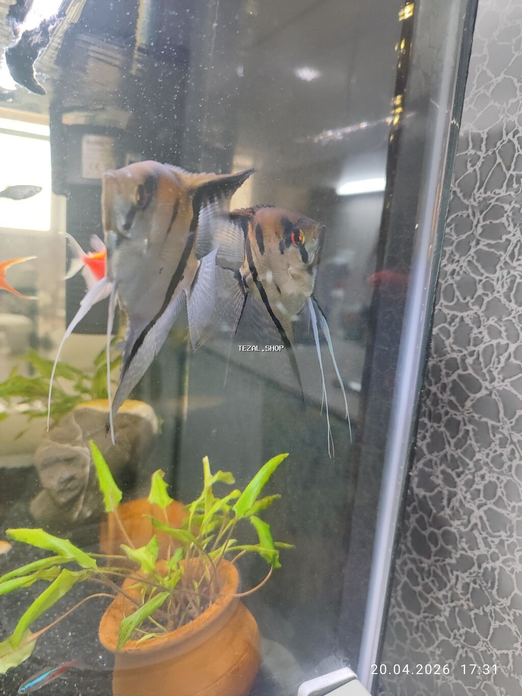 Dördbucaq akvarium, Balıqlarla birlikdə, 77 l, Ünvandan götürmə - şəkil 2