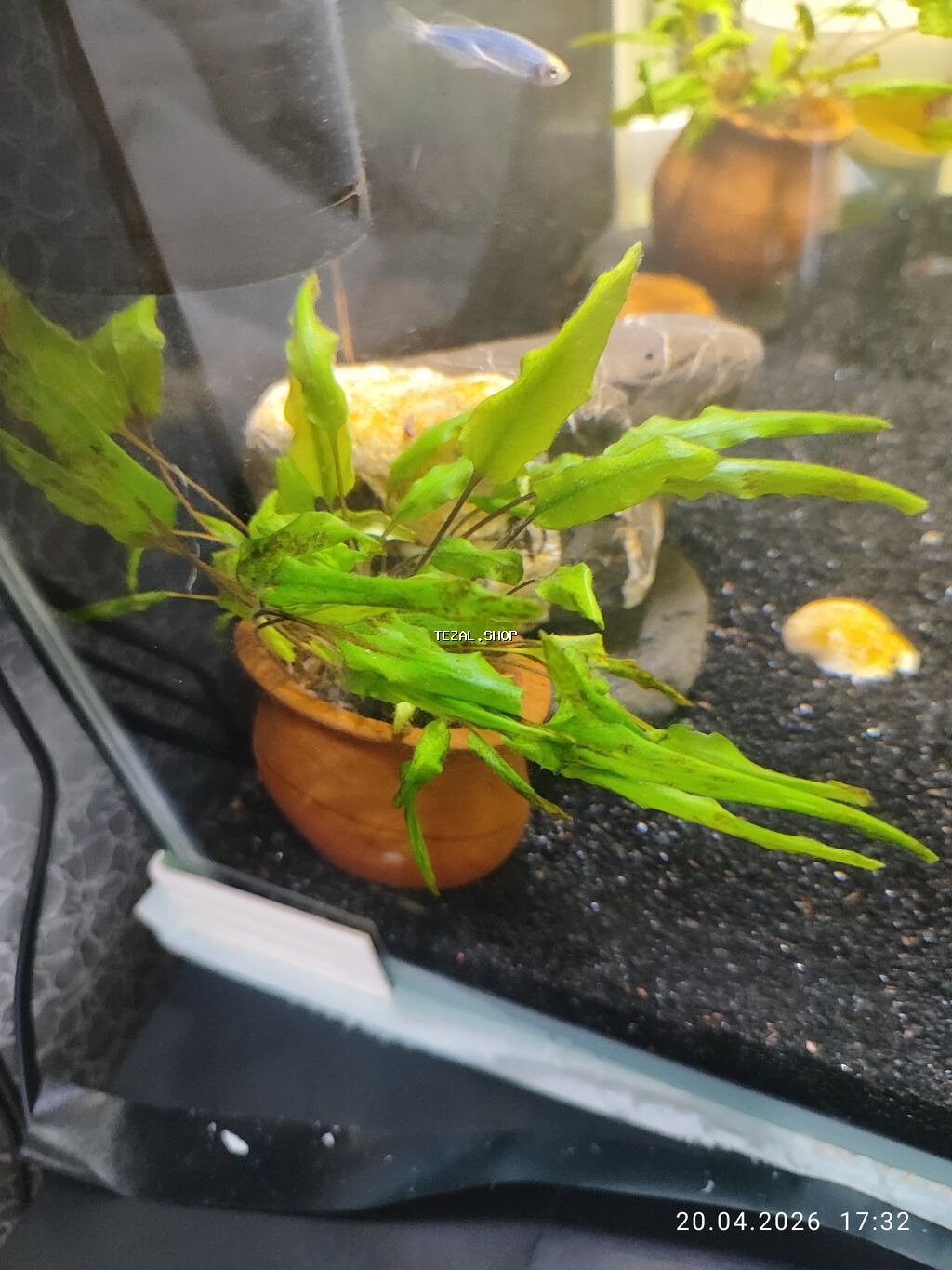 Dördbucaq akvarium, Balıqlarla birlikdə, 77 l, Ünvandan götürmə - şəkil 3