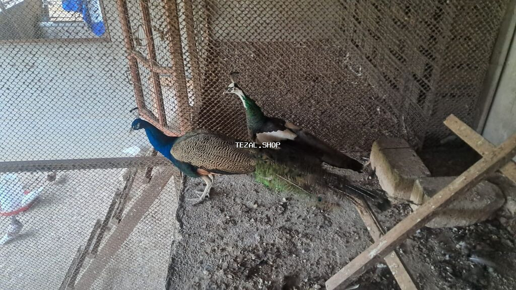 Tovuz quslari satilir cut satilir bir fere biri xoruz cutu 600 unvan