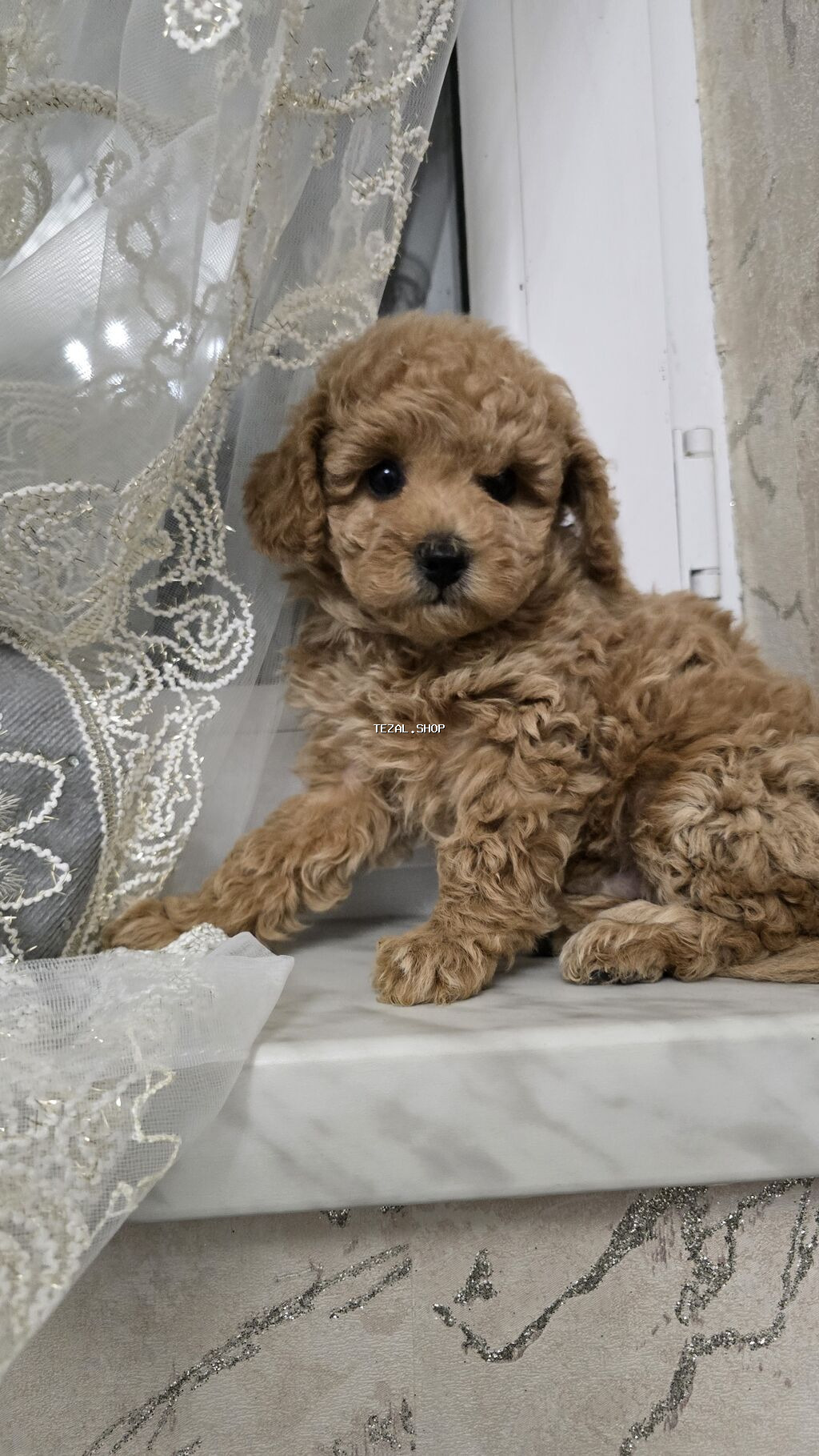 Ödənişli çatdırılma