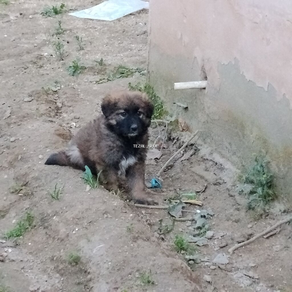 Evala salam 1 ayliqdir 2 ayina az qalib anasi alman afcarkasi atasi