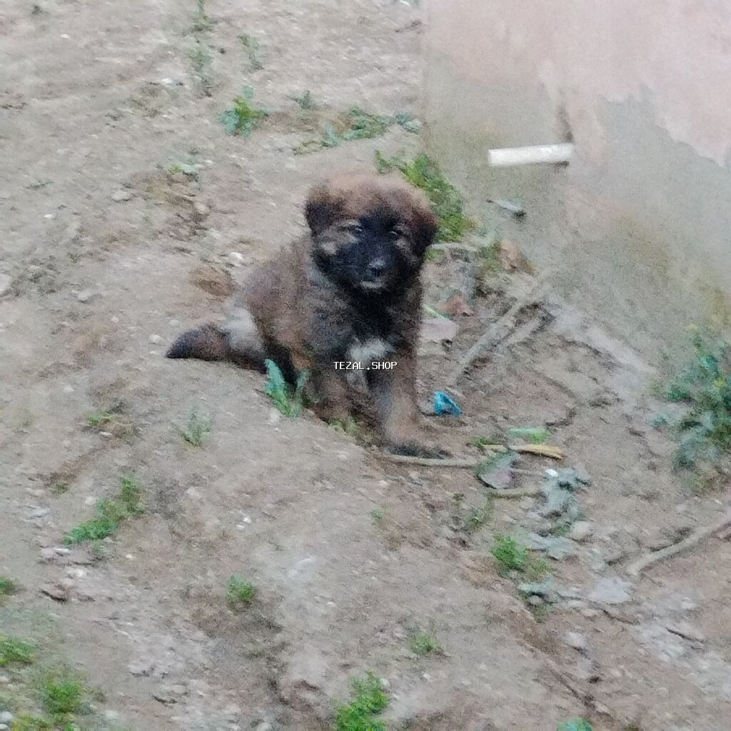 Evala salam 1 ayliqdir 2 ayina az qalib anasi alman afcarkasi atasi - şəkil 2