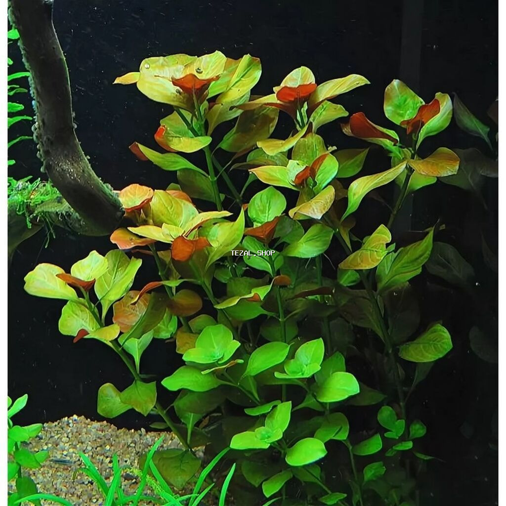 Təbii akvarium bitkiləri, balıqlar, krevetkalar