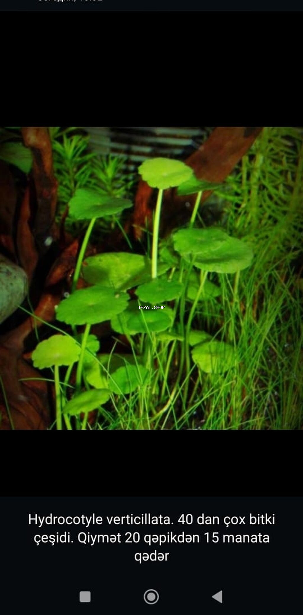 Təbii akvarium bitkiləri, balıqlar, krevetkalar - şəkil 2