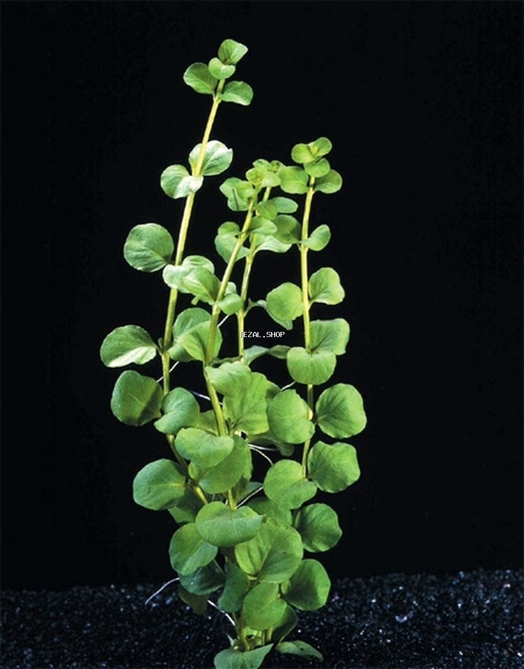 Təbii akvarium bitkiləri, balıqlar, krevetkalar - şəkil 4