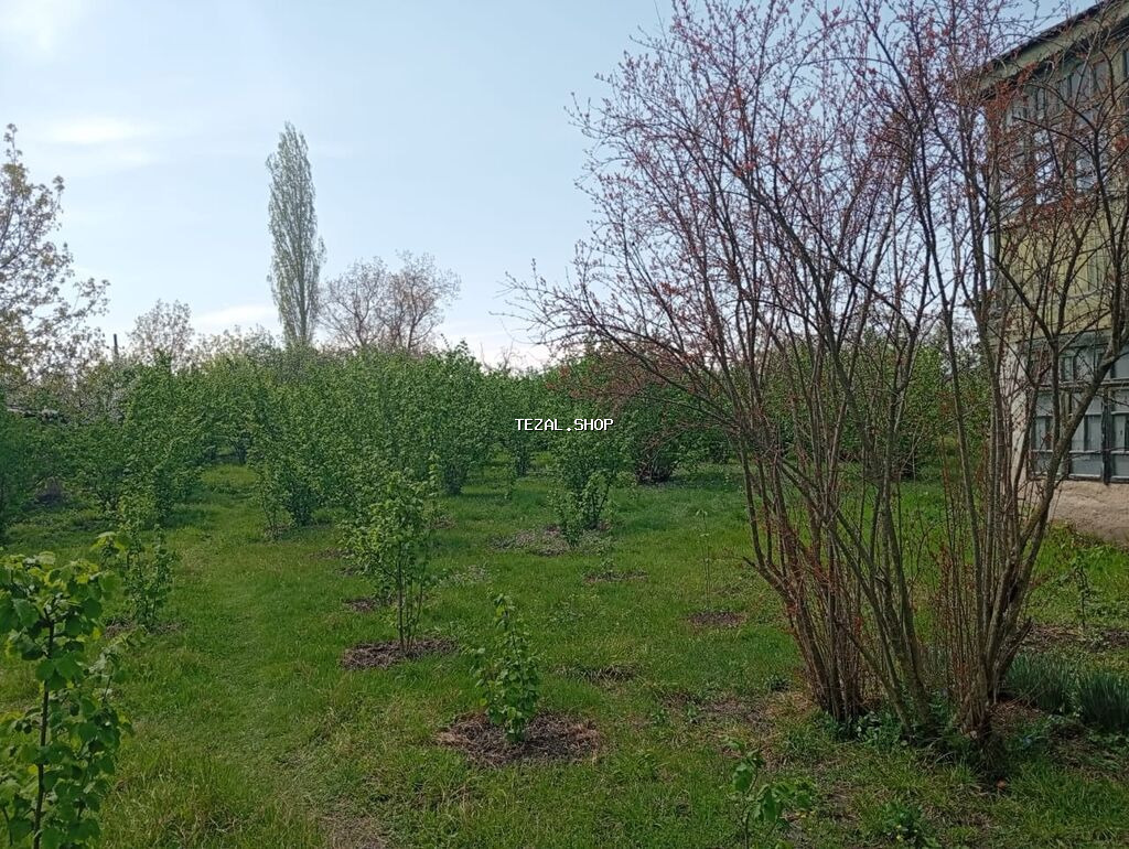 22 sot, Tikinti, Mülkiyyətçi, Kupça (Çıxarış)