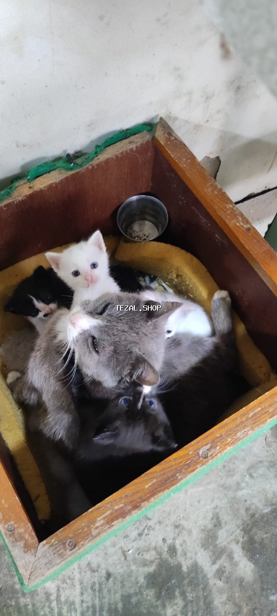 Türk Anqora pişiyi balası