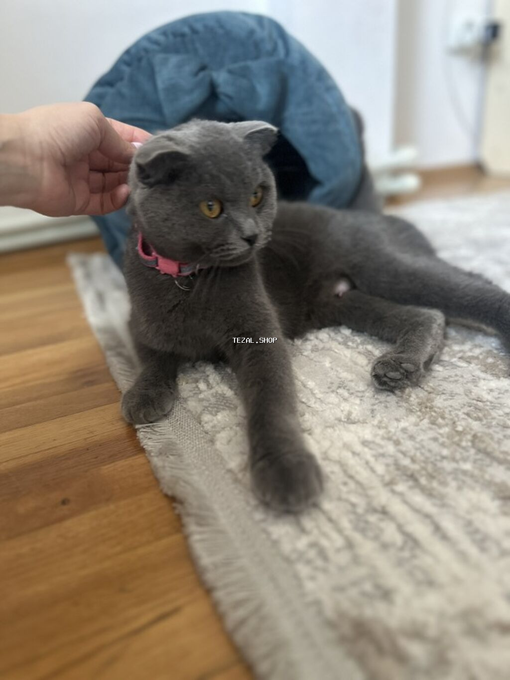 Şotland, Dişi, Ünvandan götürmə