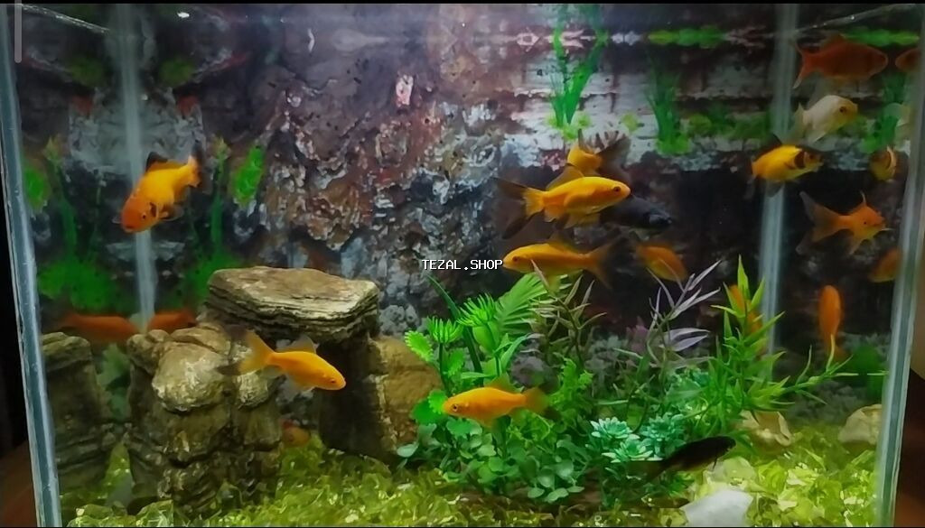 Dördbucaq akvarium, Balıqlarla birlikdə, 26 l, Pulsuz çatdırılma