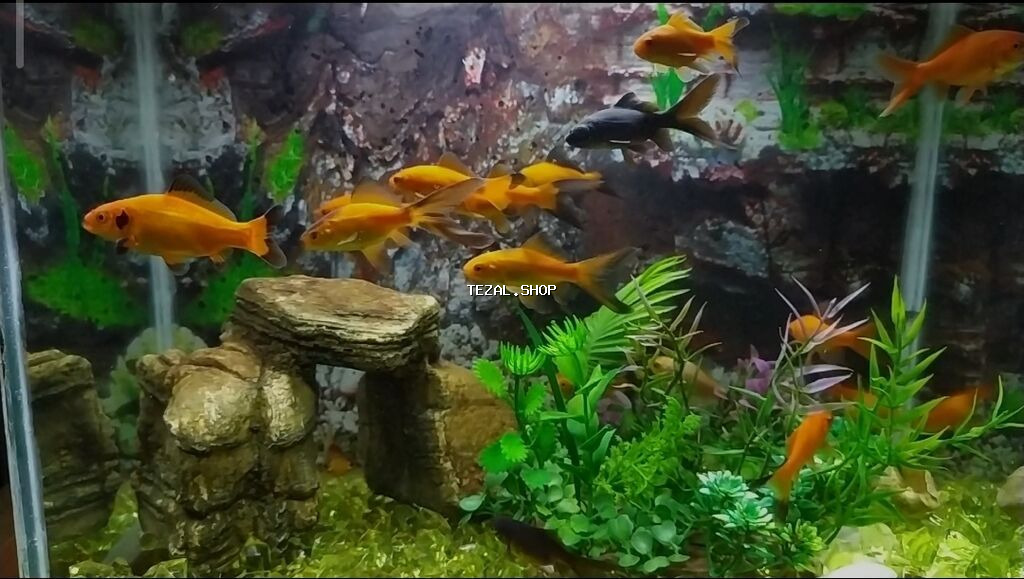 Dördbucaq akvarium, Balıqlarla birlikdə, 26 l, Pulsuz çatdırılma - şəkil 2