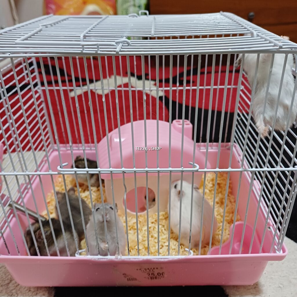 Hemstır xamyak satılır 1 ədədi 10 azn