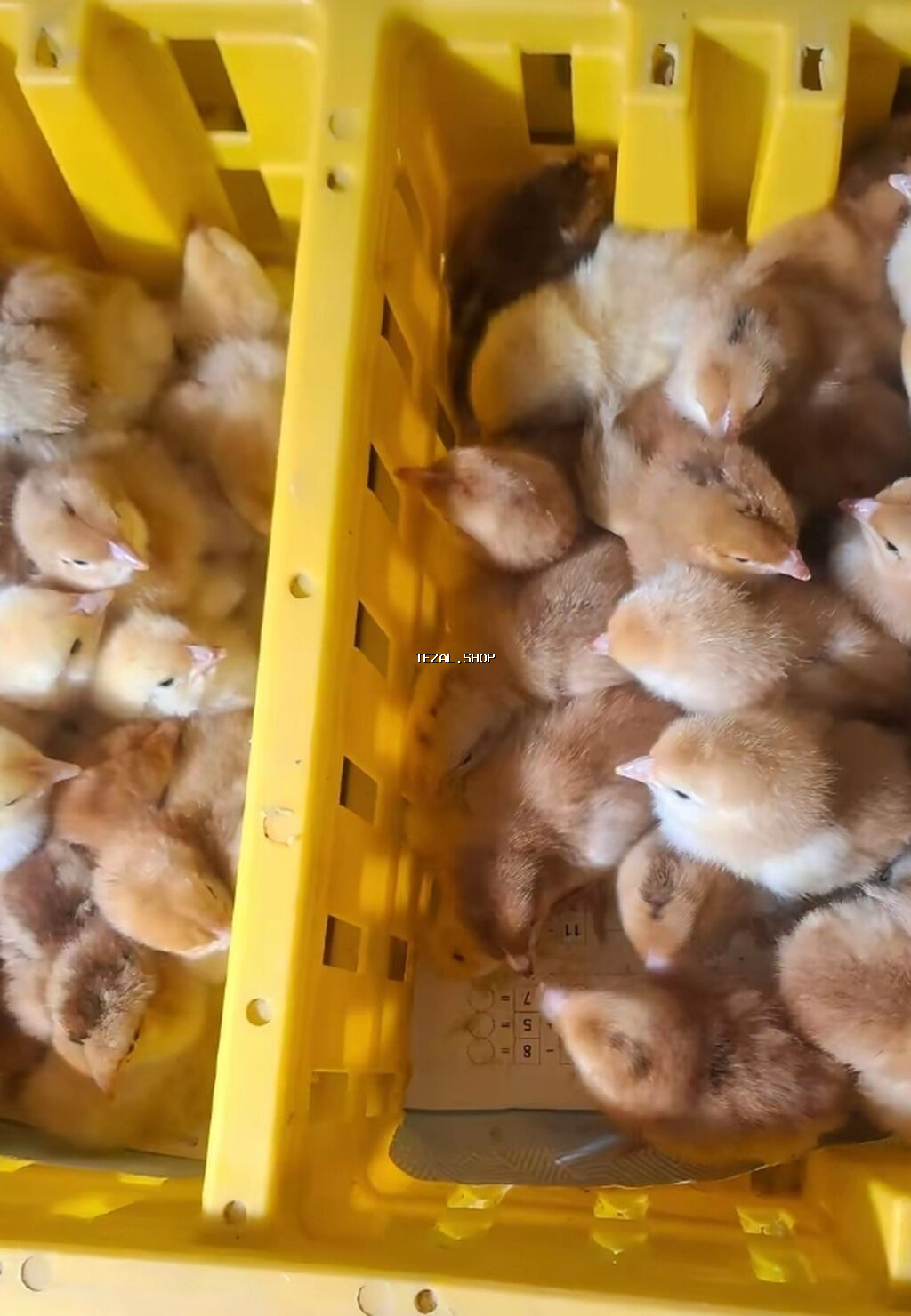 Lider55 cücələrinin satişi kim isdese buyrub zakaz verə bilər bütün - şəkil 2