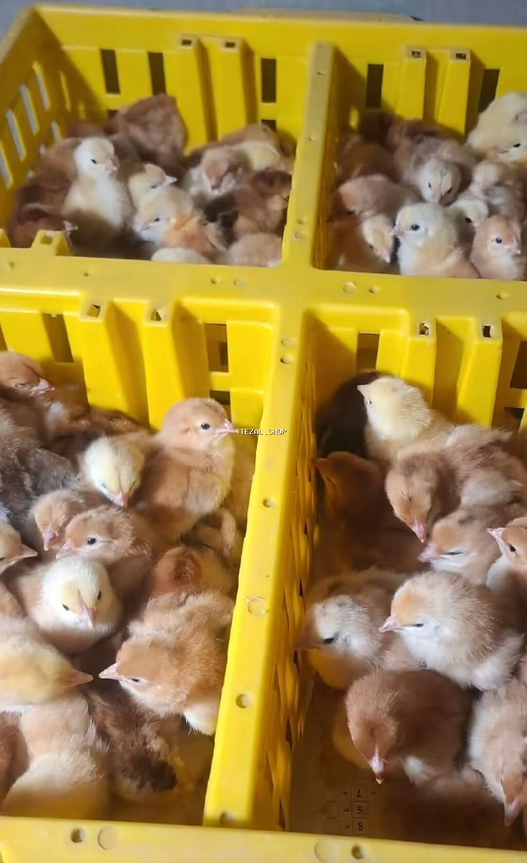 Lider55 cücələrinin satişi kim isdese buyrub zakaz verə bilər bütün - şəkil 3