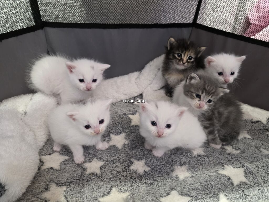 Britan, Ödənişli çatdırılma