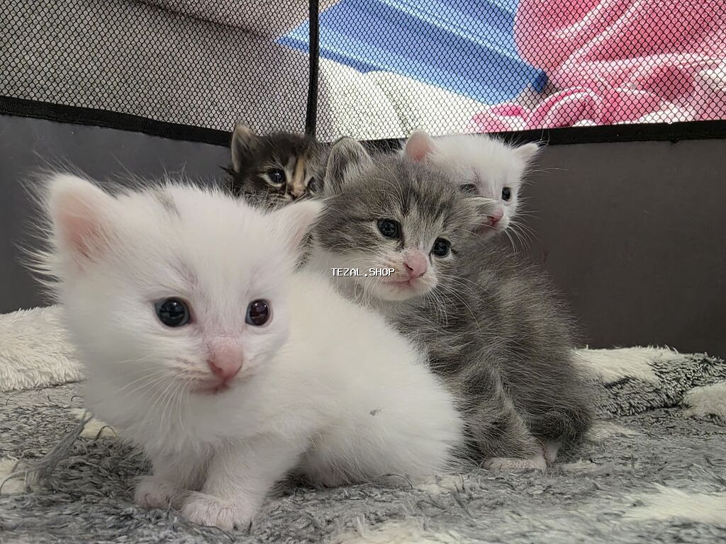 Britan, Ödənişli çatdırılma - şəkil 2