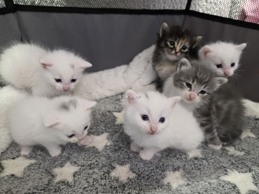 Britan, Ödənişli çatdırılma - şəkil 3